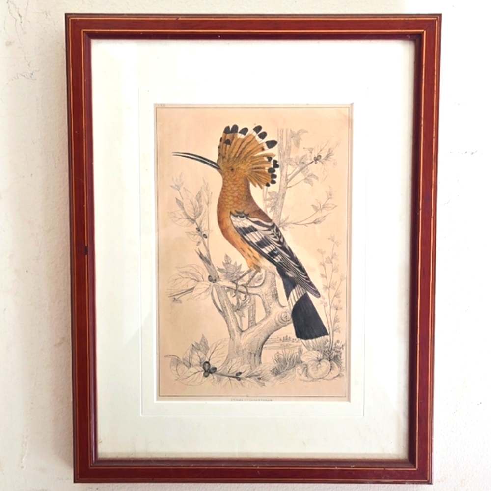 Rare Mid-19th Cent c.1853 London Hoopoe Bird Hand-Colored Engraving w Rare Frame